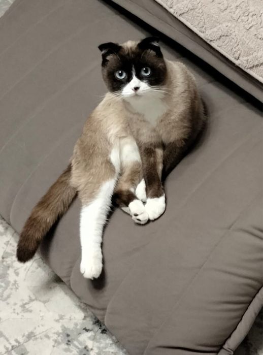 Отдам кота в добрые руки