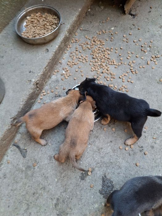 Donez căței  talie mijlocie metis