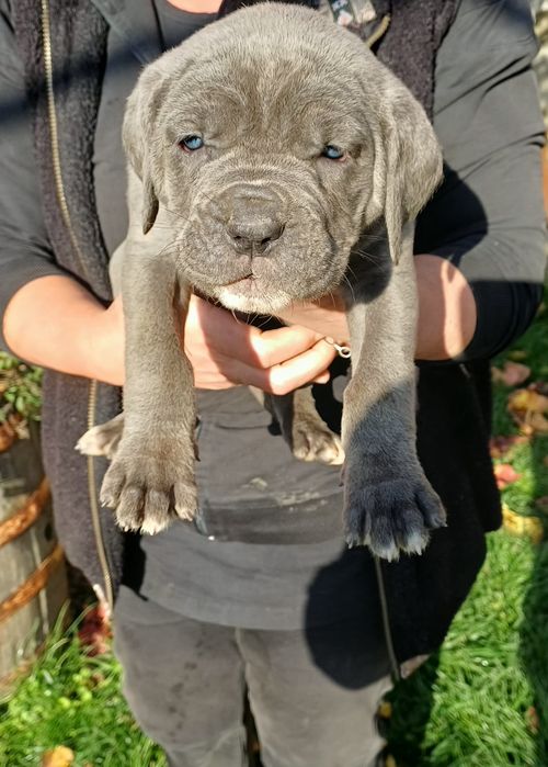 Кане корсо малки