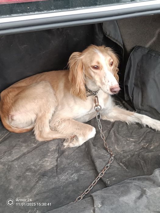 Продам собаку тазы