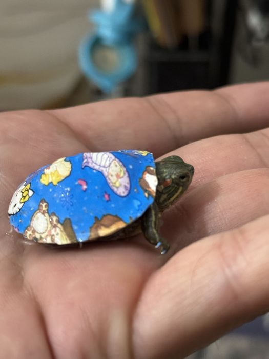черепаха  для аквариума