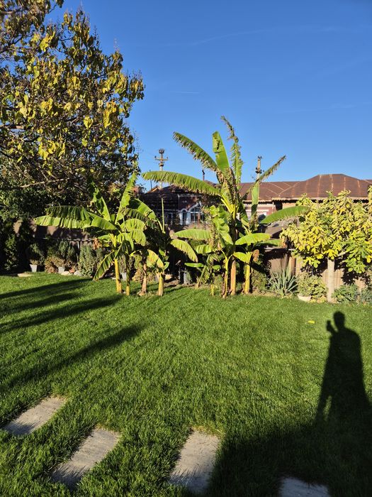 Bananieri musa basjoo