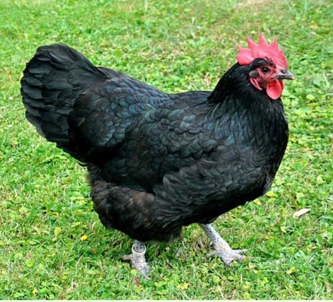 Qora Shaxzoda tuxumi jojasi