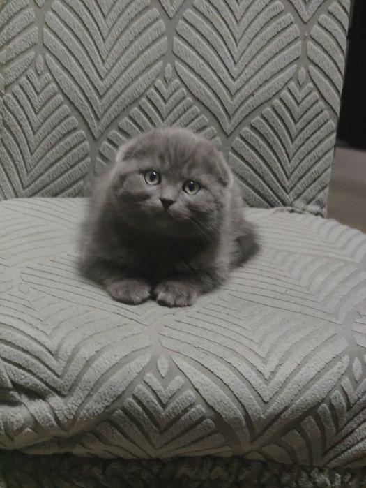 Котик Фолд шоу класса .