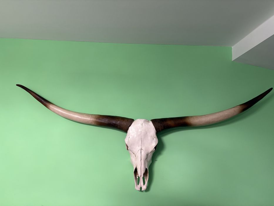 Vand trofeu coarne nigeria autentic nou 1200 lei