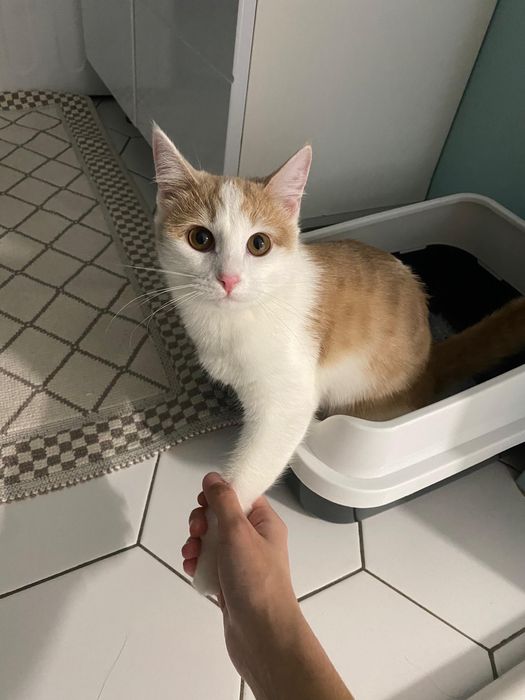 Отдам кошку в добрые руки