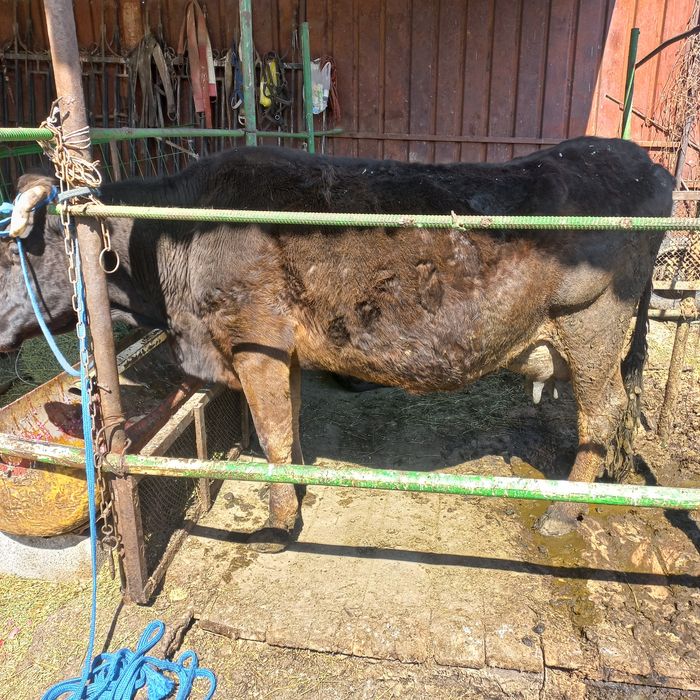 Продам дойную корову.