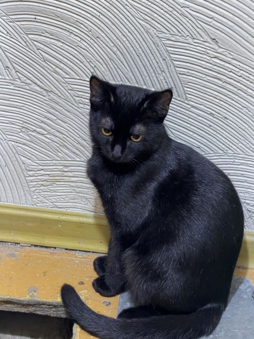 Отдам котят в хорошие руки