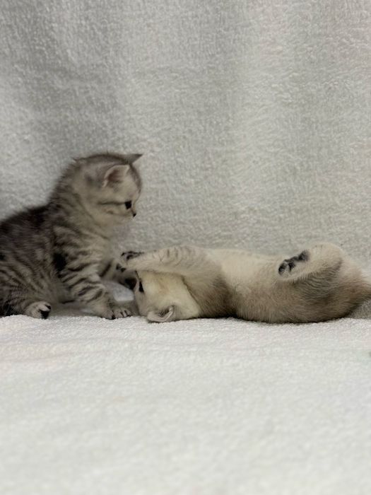 Продается котенок (мальчик)