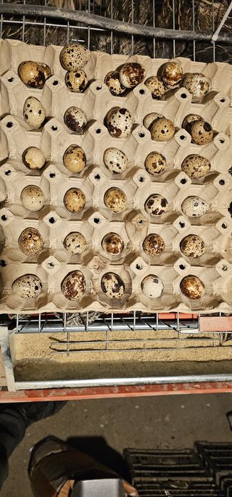 Vand ouă de prepeliță 0.20 lei bucata