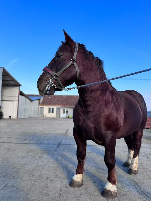 Armasar rasa Breton cu pedigree de Franța, 5 ani