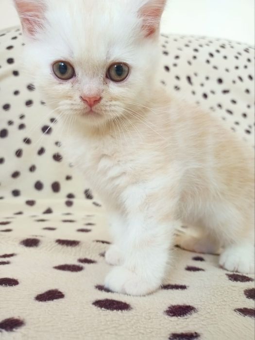 Британские  котята