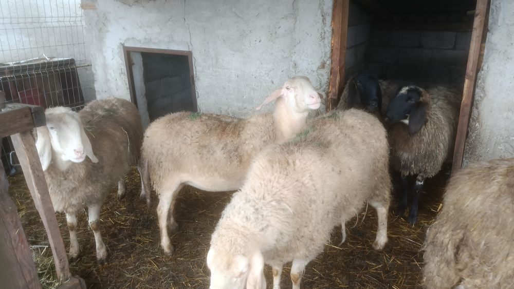 Oi Bergamasca de vânzare