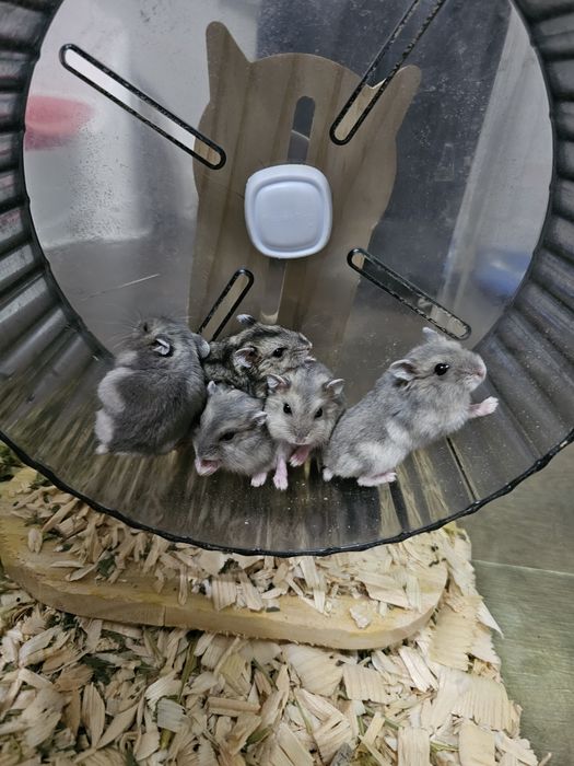 Джунгарские хомячки