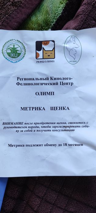 Кабель Немецкого Шпица на Вязку