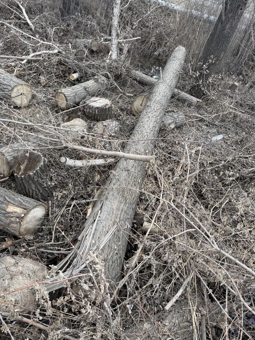 Отдам пиленные деревья