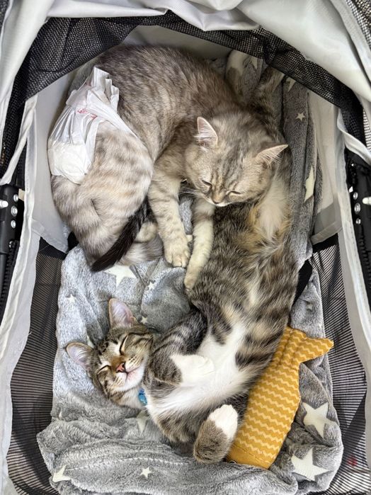 Домашние животные