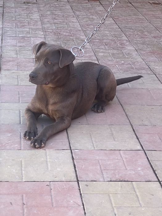 Питбуль Стаффорд