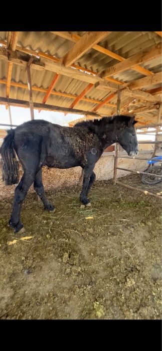 Сатылады семиз жылқы 2,5 жасар