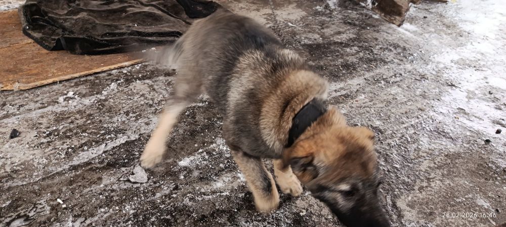 Вео овчарка щенок