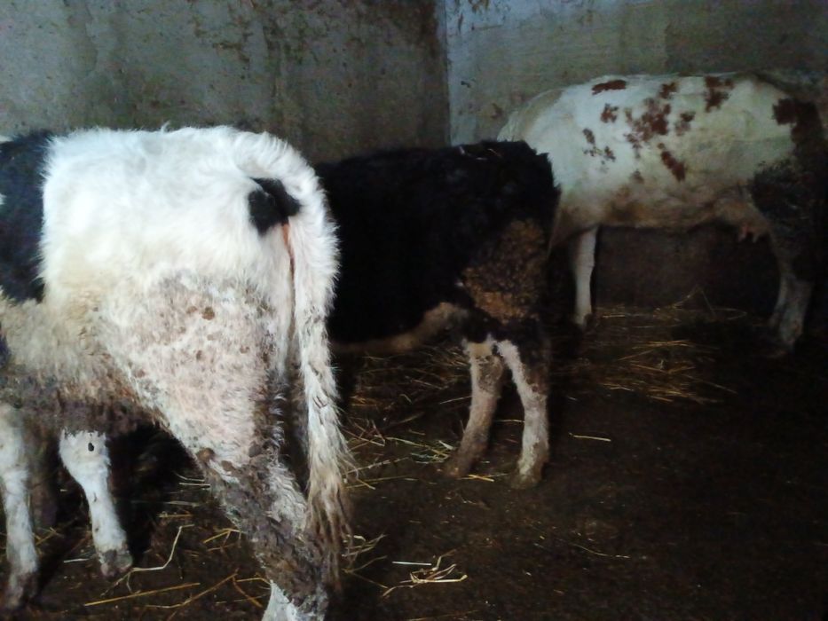 Vând 2 vitele bune de sămânță