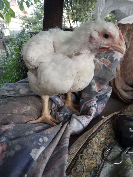 Продам бройлерных цыплят