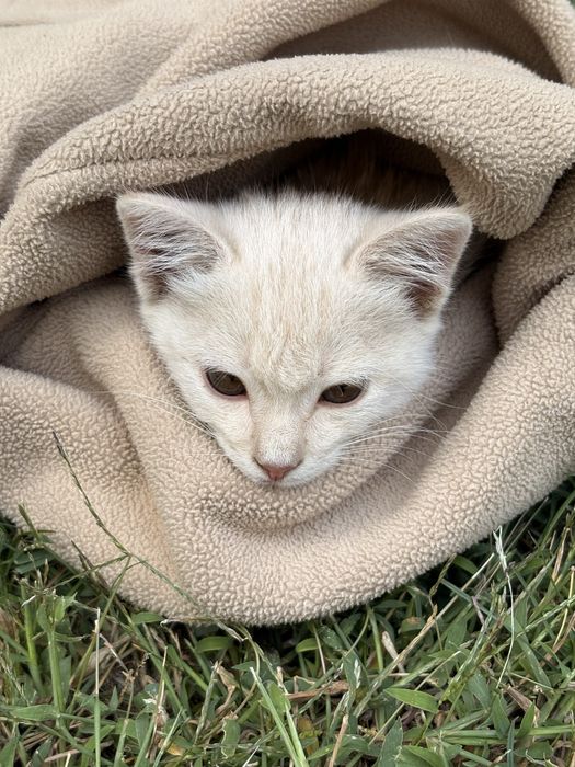 Отдам даром кошку в добрые руки