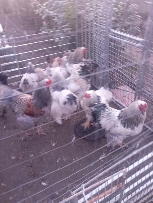 Vând cocoși brahma 2025