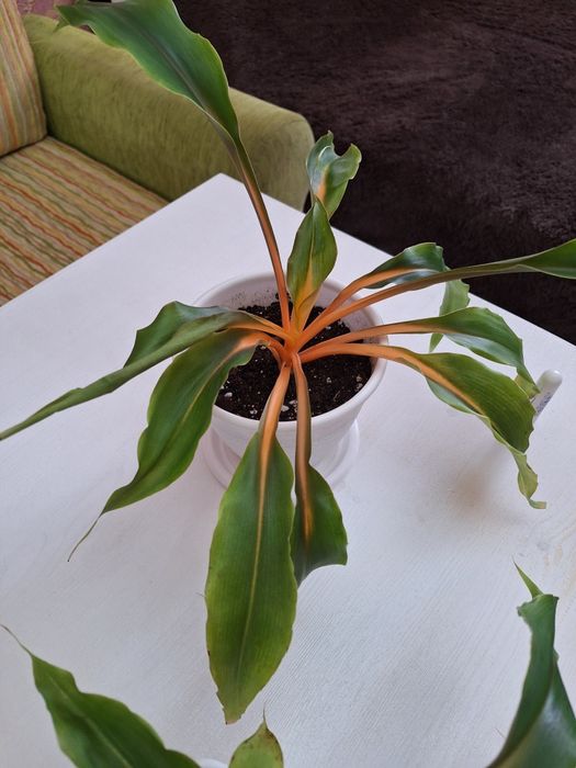 Хлорофитум оранж. Цветы