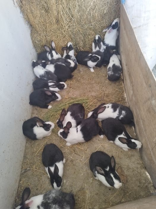 Hycole francez disponibil