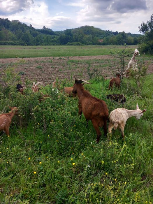 Vand Tapi pentru reproducere