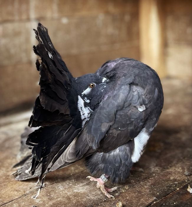 Porumbei voltati linia noua