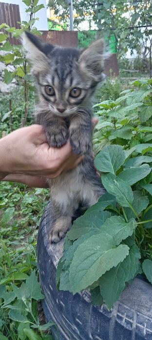Отдадим трёх котят в добрые руки