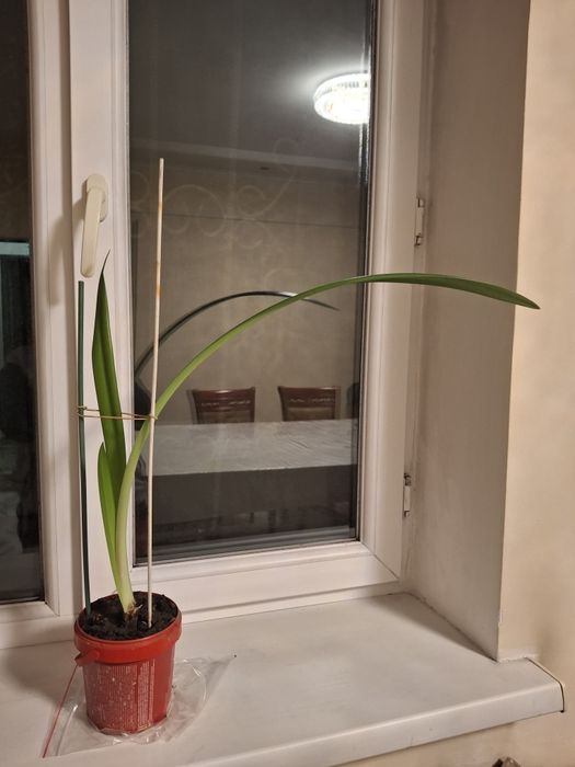 ГИППЕАСТРУМ,  Комнатные цветы