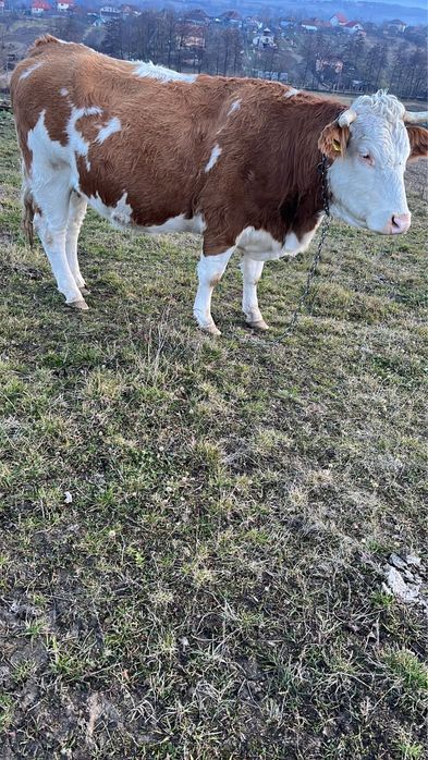 Vand vaca gestanta in 7 luni