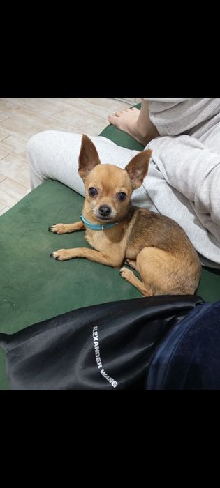 Мини той терьер ищет невесту