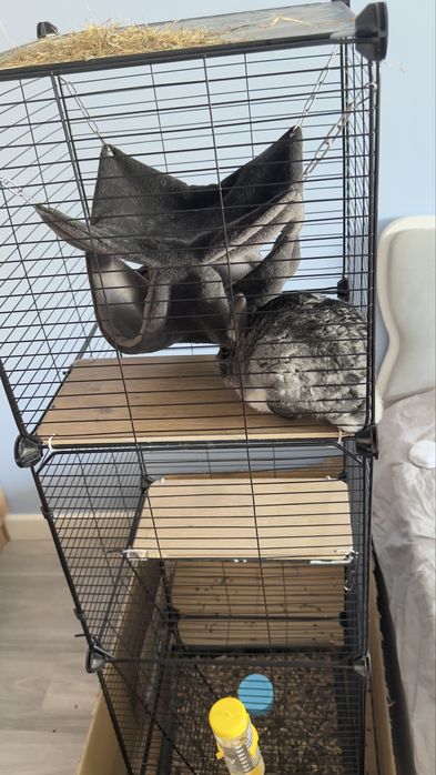 Продам шиншилу домашнюю