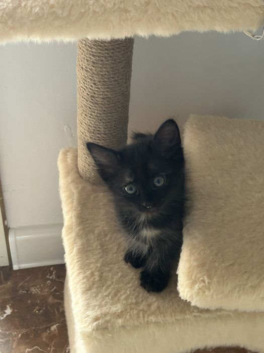 Отдам котят в хорошие руки