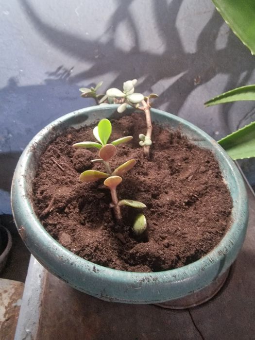 Продам домашние растения