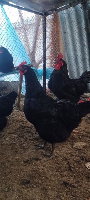 Qora shahzoda tovuqlar sotiladi