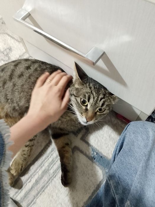 Tekin yovosh 1 yoshka tolgan