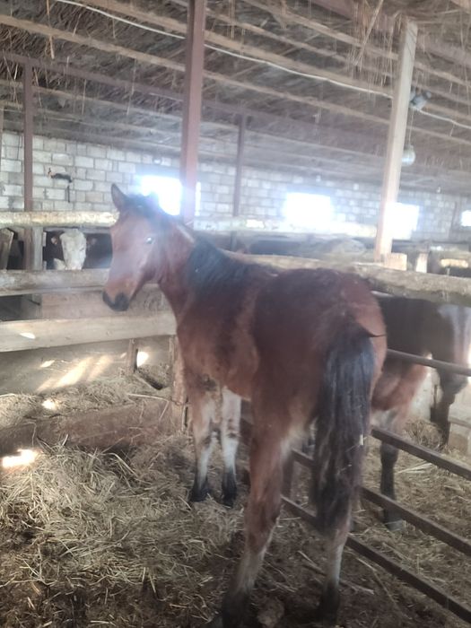 Жеребчик годовалый