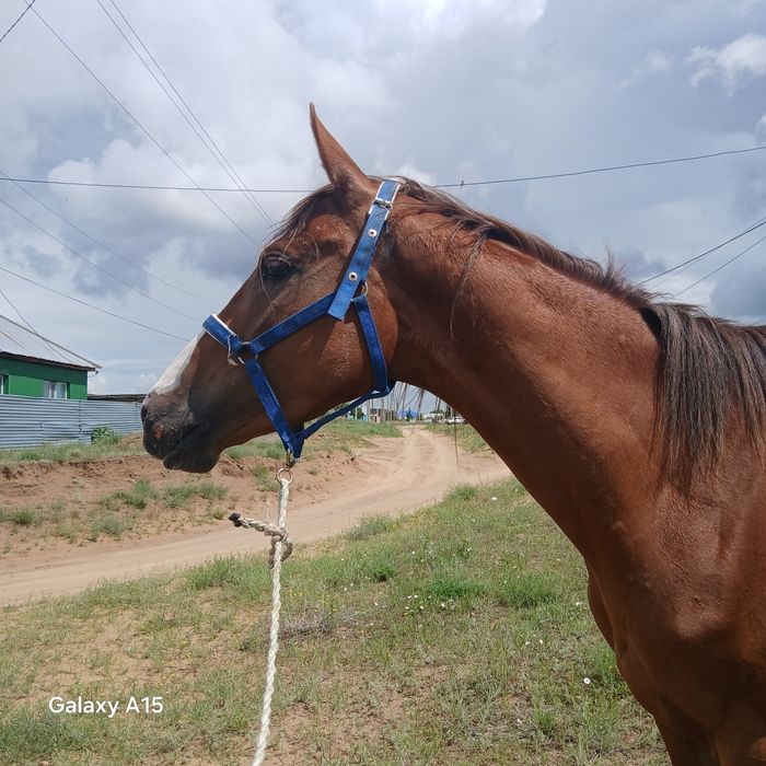 Қостанай тұқымды байтал