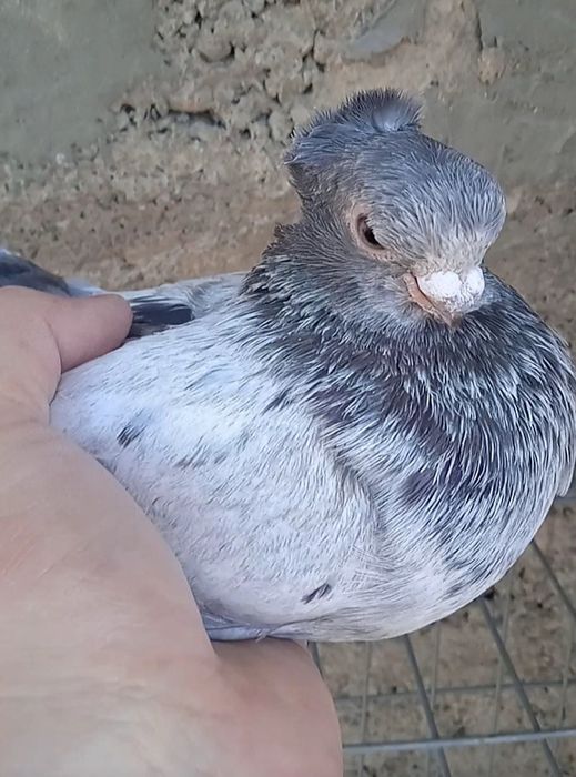 Голубка молодая челкарька