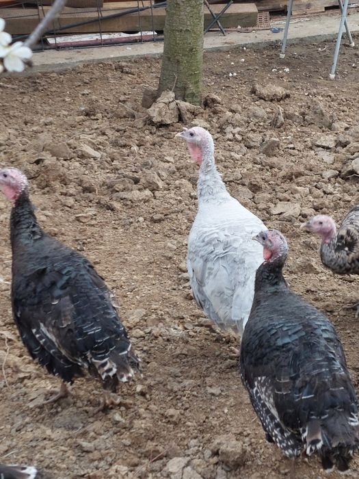 Curci de  țară și  bibilici