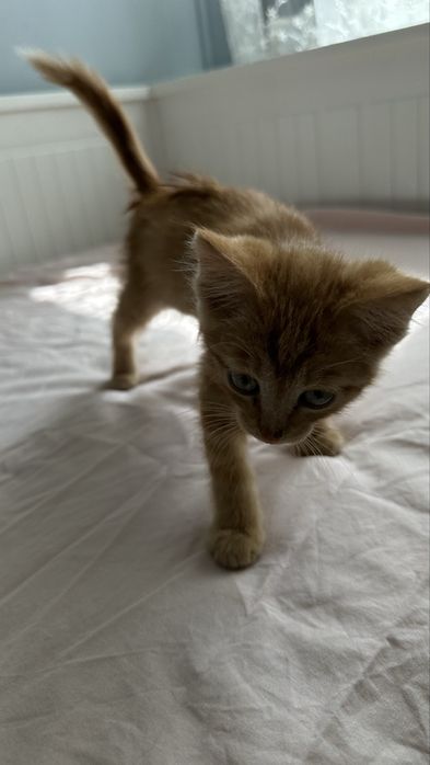 Отдам рыжего котенка
