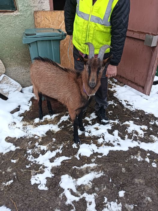 Țap Alpin francez, de anul trecut