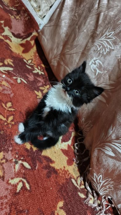 Отдам котят в добрые руки