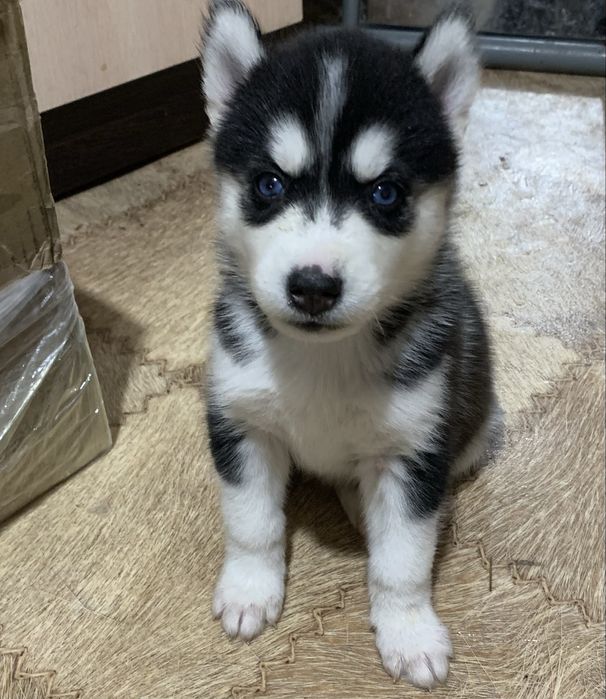 Хаски чистокровные .1 месяц