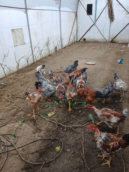 Cocoși prasila sau tăiat